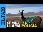 MIGUELITO: La LLAMA HUÉRFANA adoptada por los CARABINEROS en CHILE | EL PAÍS