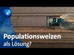 Anpassung an den Klimawandel: Landwirtschaft testet Populationsweizen