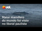 Baleia-azul: 'gigante' visto no litoral norte de SP pode pesar mais de 150 toneladas