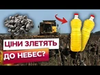 ПОСУХА ТА ХОЛОД ЗРУЙНУВАЛИ ВРОЖАЙ! Ціна НА СОНЯШНИКОВУ ОЛІЮ ЗРОСТЕ У ТРИЧІ? Люди будуть без ОЛІЇ?