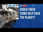 The cows being bred to burp out less methane to reduce global warming