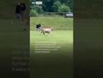 Bull stops play at cricket club in Newcastle