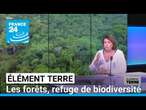 Les forêts: un milieu précieux pour la biodiversité • FRANCE 24