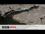 Body found in search for child missing in crocodile attack | BBC News