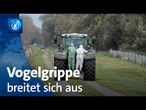 tagesschau24 Top-Thema, 24.10.2025 | Vogelgrippe in Deutschland