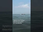 ballenaLlega hasta las playas de Sitges el cadáver de una hembra de cachalote atropellada