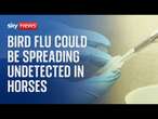 Bird flu can infect horses without causing any symptoms, according to new research.