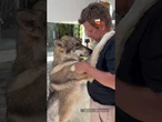 Cuidador recebe abraço de loba e cena surpreende pela conexão entre eles