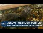 HAPPY END FÜR ELON: Ein Zuhause nach vier Jahren Wartezeit - Diese Schildkröte ist etwas Besonderes