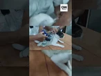 “Narcogato”: felino é usado para levar drogas para prisão na Costa Rica