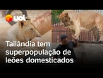 Tailândia tem superpopulação de leões domesticados; mais de 500 animais estão registrados; vídeo