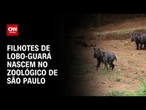 Zoológico de São Paulo comemora o nascimento de filhotes de Lobo-guará | CNN PRIME TIME