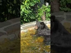 Bear munches on ‘lily pad salad’ while taking dip in backyard pond