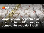 Argentina se une a China e UE e suspende compra de aves do Brasil após caso de gripe aviária no RS