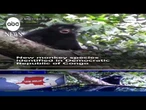 New monkey species identified in Democratic Republic of Congo