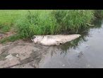 KATASTROFA NA ODRZE W 2026 ROKU! Ponad 200 kg śniętych ryb koło Szczecina, a LUDZIE TUSKA MILCZĄ?!