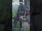 Os cães da Guerra do Vietnã