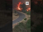 Policiais resgatam cães de incêndio florestal em Portugal