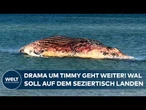 DRAMA UM TIMMY: Toter Buckelwal soll jetzt doch obduziert werden! Dänemark plant aufwendige Bergung