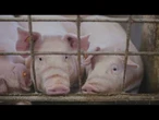 AGRO INFO | 17.09.2025 | TV Republika