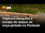 Capivara mergulha e escapa 'por pouco' de ataque de onça-pintada no Pantanal de Mato Grosso; vídeo