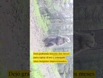 Instala una cámara en la Val d'Aran y se lleva una sorpresa: "éxito total"