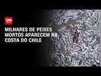 Milhares de peixes mortos aparecem na costa do Chile | CNN BRASIL