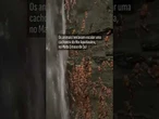 Peixe raro é flagrado escalando cachoeira em Mato Grosso do Sul; vídeo mostra cardume de bagres