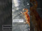 Summer bug resurgence across the U.S.