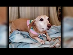 Good News: Community rallies to help reunite missing service dog Bam Bam