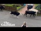 Cow chaos after Storm Floris blows down fences setting bovines loose in North Lanarkshire