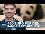 BERLIN: Exklusive Pandas - 460 Euro für einen Blick auf die süßen Zwillinge im Zoo – aber Vorsicht!