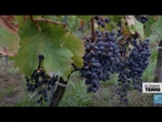 Ces algues qui pourraient remplacer les pesticides dans le vin • FRANCE 24