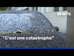 À Nîmes, les voitures et les trottoirs croulent sous les fientes d’étourneaux