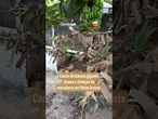 Cacho de banana gigante chama a atenção de moradores em Mato Grosso