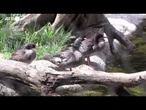 Allo zoo di Praga sono nati cinque smerghi dal petto rosso