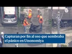 Capturan por fin al oso que sembraba el pánico en Utsonomiya