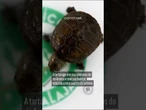 Menor tartaruga do mundo nasce no México: veja vídeo