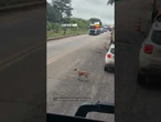 Caminhoneiro para trânsito para ajudar cachorro caramelo a atravessar