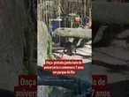 Onça-pintada ganha bolo de aniversário e comemora 7 anos em parque do Rio