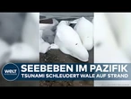 TSUNAMI IM PAZIFIK: Wellen schleudern Wale auf Strand! Evakuierung in Japan und Hawaii