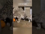 Filhote de leopardo nos EUA brinca pela primeira vez com abóbora; veja vídeo