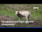 Un adolescent visé par une plainte pour des faits susceptibles de relever de zoophilie