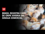 Embargo da carne de frango deve afetar preço mundial | WW