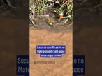 Sucuri se camufla em rio no Mato Grosso do Sul e quase passa despercebida