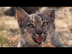 En Espagne, le sauvetage spectaculaire du lynx ibérique, quasiment éteint • FRANCE 24