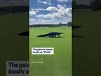 Giant alligator walks across golf course in North Carolina