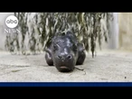 Pygmy hippo baby at Kansas Zoo refuses to leave pool until universal 'mom stare'