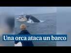 Una orca ataca un barco y lanza por los aires a su ocupante