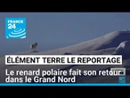 Le renard polaire fait son retour dans le Grand Nord • FRANCE 24